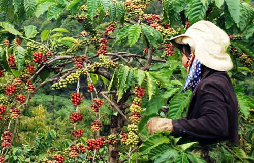 Người dân Mường Ảng thu hoạch cà-phê. Ảnh: Nguồn dienbien.gov.vn Người dân Mường Ảng thu hoạch cà-phê. Ảnh: Nguồn dienbien.gov.vn
