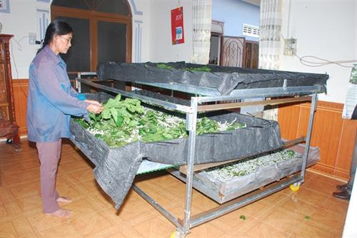 Chị Nguyễn Thị Ry nuôi tằm trên khay trượt Chị Nguyễn Thị Ry nuôi tằm trên khay trượt