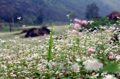 Đắm mình cùng sắc hoa tam giác mạch Hà Giang ảnh 6 Đắm mình cùng sắc hoa tam giác mạch Hà Giang ảnh 6