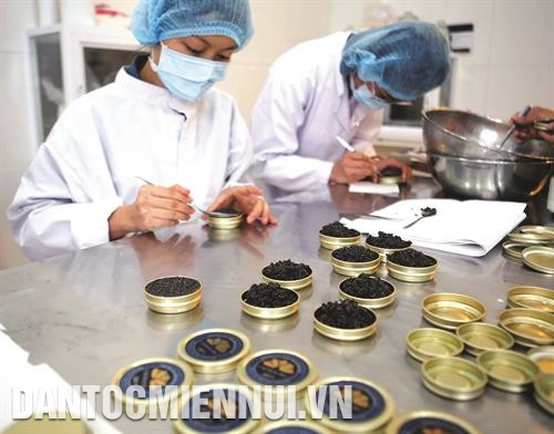 Hiện nay, trứng cá tầm chủ yếu cung cấp cho thị trường trong nước với sản lượng chỉ vài tấn/năm Hiện nay, trứng cá tầm chủ yếu cung cấp cho thị trường trong nước với sản lượng chỉ vài tấn/năm