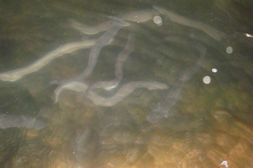 Cá chình mun giống trong bể xi măng của Công ty Hoàng Thông