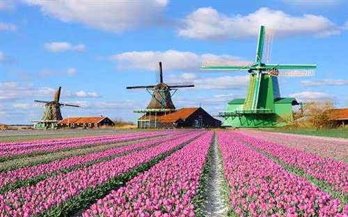 Nằm tại Lisse, một thị trấn nhỏ ở phía nam thủ đô Amsterdam, công viên Keukennhof còn được biết đến là "vườn châu Âu". Đây là vườn hoa lớn nhất thế giới với diện tích khoảng 32 ha và bảy triệu bông hoa tuy-líp thuộc 100 giống khác nhau. Ảnh: nhandan.com.vn Nằm tại Lisse, một thị trấn nhỏ ở phía nam thủ đô Amsterdam, công viên Keukennhof còn được biết đến là "vườn châu Âu". Đây là vườn hoa lớn nhất thế giới với diện tích khoảng 32 ha và bảy triệu bông hoa tuy-líp thuộc 100 giống khác nhau Đối với mỗi người dân Hà Lan, cối xay gió đã tạo nên đất nước của họ. Đây là niềm tự hào không gì sánh nổi và Kinderdijk là một trong những nơi lưu giữ tốt nhất của niềm tự hào ấy. Người ta gọi Kinderdijk là ngôi làng cối xay gió, bởi nơi đây tập hợp các cối xay gió mang nhiều giá trị lịch sử nhất tại Hà Lan. Hệ thống cối xay gió của làng Kinderdijk được UNESCO công nhận là di sản thế giới vào năm 1997.. Ảnh: nhandan.com.vn Cách Amsterdam khoảng 20 km, làng Zaanse Schans là một quần thể văn hóa gồm nhiều cối xay gió cổ và những bảo tàng lưu giữ các nét văn hóa truyền thống của người Hà Lan.. Ảnh: nhandan.com.vn Cung điện Hoàng gia tại Amsterdam vô cùng cổ kính, nguy nga và tráng lệ. Công trình này bảo tồn nhiều di sản quý giá và những tác phẩm điêu khắc bậc thầy của Hà Lan. Ảnh: nhandan.com.vn Làng Giethoorn không hề có một con đường nào, phương tiện chủ yếu để di chuyển là thuyền. Hàng trăm cây cầu bắc qua các tuyến đường thủy, kết nối những ngôi nhà với nhau, các kênh rạch cũng dẫn đến phòng trưng bày nghệ thuật và cửa hàng lưu niệm.. Ảnh: nhandan.com.vn Những ngôi nhà sắc màu trên hồ Reitdiephaven ở TP Groningen từ lâu đã trở thành một trong những điểm đến hút khách nhất tại Hà Lan, đặc biệt là đối tượng giới trẻ. Ảnh: nhandan.com.vn Bộ trang phục của phụ nữ Hà Lan xuất hiện trong chương trình quảng cáo Sữa cô gái Hà Lan gắn liền với tuổi thơ của không ít thế hệ người Việt Nam. Khi nói đến trang phục của người Hà Lan, không thể bỏ qua những đôi giày gỗ xinh xắn. Nguồn gốc của những đôi giày gỗ (hay guốc gỗ) xuất phát từ việc phần lớn đất liền Hà Lan đều nằm ngang hoặc thấp hơn mực nước biển cho nên đất nông nghiệp thường bị ngập úng, vào mùa đông thì nước ứ đọng sẽ bị đóng băng. Do đó, người Hà Lan nảy ra ý tưởng sáng chế những đôi giày gỗ giúp di chuyển dễ dàng, giữ chân khô ráo, đặc biệt là mùa đông thì ấm, mùa hè thì mát, thậm chí vào ngày đông khi trời quá lạnh người dùng có thể lót thêm rơm vào giày cho ấm và êm chân. Đôi giày gỗ cũng giúp những người vắt sữa bò bảo vệ đôi chân của họ không bị bò giẫm lên.... Ảnh: nhandan.com.vn Người hâm mộ Hà Lan mặc trang phục của đội tuyển bóng đá quốc gia "Cơn lốc mầu da cam". Ảnh: nhandan.com.vn Ở Hà Lan có đầy đủ phương tiện giao thông hiện đại nhưng xe đạp vẫn là sự lựa chọn phổ biến nhất. Những chiếc xe đạp xuất hiện trên đường phố Hà Lan tạo nên một không gian thanh bình và thư thả. Đạp xe đi khám phá những ngóc ngách của đất nước này chắc chắn sẽ là trải nghiệm khó quên đối với du khách.. Ảnh: nhandan.com.vn