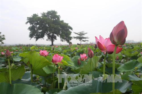 Hoa sen Huế khoe sắc. Ảnh: Hồ Cầu - TTXVN Hoa sen Huế khoe sắc. Ảnh: Hồ Cầu - TTXVN