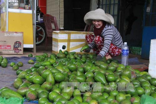 Nông dân phân loại quả bơ trước khi đưa ra thị trường. Ảnh: Phạm Cường - TTXVN Nông dân phân loại quả bơ trước khi đưa ra thị trường. Ảnh: Phạm Cường - TTXVN
