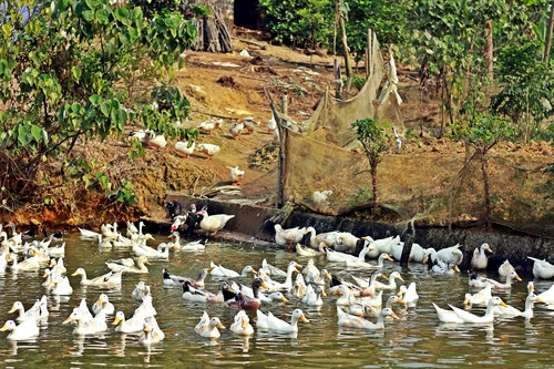 Được chăm sóc trong điều kiện tốt nên đàn vịt 200 con của ông Sản có thể cho hàng trăm quả trứng mỗi ngày