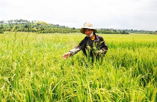 Ông Y Luýp ở bon Đắk Krai, xã Đắk Gằn (Đắk Mil) đưa vào gieo cấy giống lúa lai TH3-3 đạt năng suất trên 6,5 tấn/ha Ông Y Luýp ở bon Đắk Krai, xã Đắk Gằn (Đắk Mil) đưa vào gieo cấy giống lúa lai TH3-3 đạt năng suất trên 6,5 tấn/ha