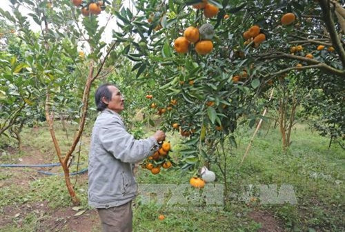 Ông Huỳnh Văn Thu (thôn Phú Thuận 2, thị trấn D’Ran, huyện Đơn Dương) thu hái những trái quýt chín sớm Ông Huỳnh Văn Thu (thôn Phú Thuận 2, thị trấn D’Ran, huyện Đơn Dương) thu hái những trái quýt chín sớm