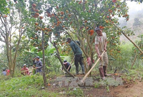 Nhà vườn tại thị trấn D’Ran chăm sóc vườn quýt Nhà vườn tại thị trấn D’Ran chăm sóc vườn quýt