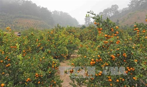 Những vườn quýt xum xuê quả tại thị trấn D’Ran chuẩn bị cho thu hoạch phục vụ thị trường Tết Nguyên đán sắp tới. Những vườn quýt xum xuê quả tại thị trấn D’Ran chuẩn bị cho thu hoạch phục vụ thị trường Tết Nguyên đán sắp tới.