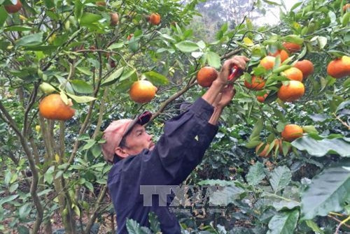Trong vụ Tết Bính Thân 2016, nhà vườn tại thị trấn D’Ran (huyện Đơn Dương, Lâm Đồng) sẽ cung cấp ra thị trường khoảng 400 tấn quýt đặc sản, đảm bảo an toàn vệ sinh, chất lượng tốt. Trong vụ Tết Bính Thân 2016, nhà vườn tại thị trấn D’Ran (huyện Đơn Dương, Lâm Đồng) sẽ cung cấp ra thị trường khoảng 400 tấn quýt đặc sản, đảm bảo an toàn vệ sinh, chất lượng tốt.