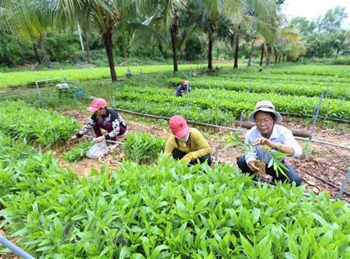 Trồng cây giống tại Công ty TNHH MTV Bảo Châu (Phú Yên). Ảnh: Vũ Sinh - TTXVN Trồng cây giống tại Công ty TNHH MTV Bảo Châu (Phú Yên). Ảnh: Vũ Sinh - TTXVN