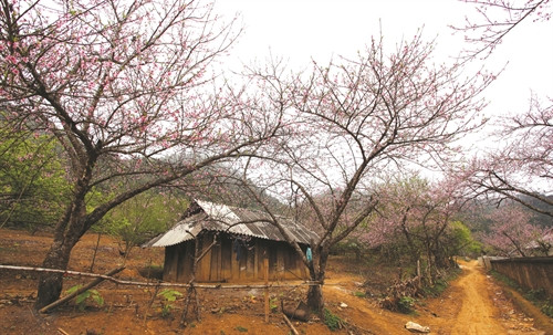 Những cành đào nở thắm báo hiệu một mùa xuân mới Những cành đào nở thắm báo hiệu một mùa xuân mới