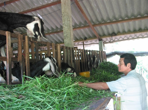 Ông Lê Công Lử, nông dân ấp Gảnh, xã Phú Đông, huyện Tân Phú Đông cất chuồng trại, chăn nuôi đàn dê trên 40 con, mỗi năm thu lãi khoảng 50 triệu đồng. Ông Lê Công Lử, nông dân ấp Gảnh, xã Phú Đông, huyện Tân Phú Đông cất chuồng trại, chăn nuôi đàn dê trên 40 con, mỗi năm thu lãi khoảng 50 triệu đồng.
