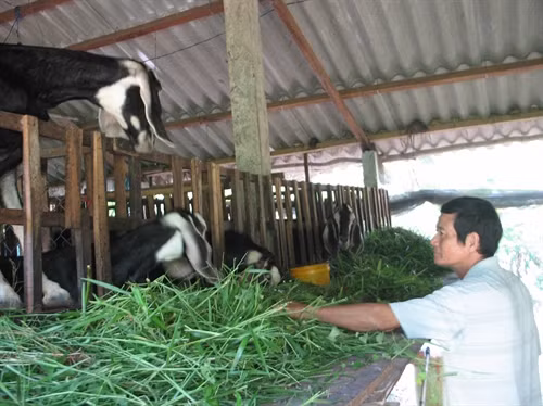 Ông Lê Công Lử, nông dân ấp Gảnh, xã Phú Đông, huyện Tân Phú Đông cất chuồng trại, chăn nuôi đàn dê trên 40 con, mỗi năm thu lãi khoảng 50 triệu đồng.