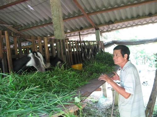 Dê là con vật có tiềm năng và triển vọng phát triển kinh tế Dê là con vật có tiềm năng và triển vọng phát triển kinh tế
