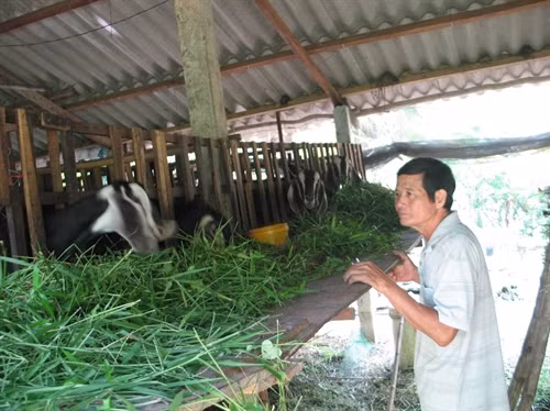 Dê là con vật có tiềm năng và triển vọng phát triển kinh tế