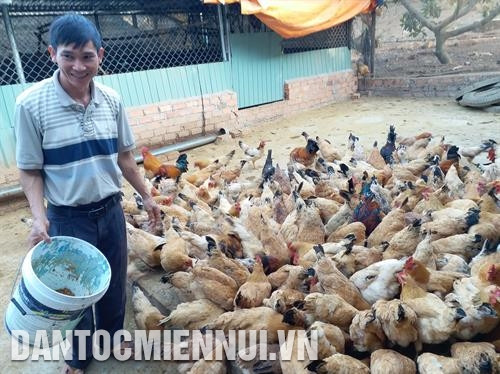 Dây chuyền sản xuất nấm sạch với các loại nấm sò, nấm linh chi, nấm mèo… của Hợp tác xã Cựu quân nhân xã Đăk Hring, huyện Đăk Hà. Ảnh: Văn Phương Cây thanh long ruột đỏ được chọn làm cây trồng chủ lực để phát triển tại Hợp tác xã Thần Nông ở xã Ia Chim, thành phố Kon Tum. Ảnh: Văn Phương Hợp tác xã đồng hành nhà nông Hoàng Bách Kon Tum ở xã Hòa Bình, thành phố Kon Tum chọn hướng đi là chăn nuôi gà dược liệu. Ảnh: Văn Phương