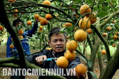 Cam là cây trồng chủ lực, cây giúp bà con nông dân ở Cao Phong có cuộc sống ấm no hơn. Ảnh: An Thành Đạt