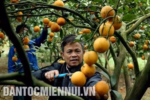 Cam là cây trồng chủ lực, cây giúp bà con nông dân ở Cao Phong có cuộc sống ấm no hơn. Ảnh: An Thành Đạt