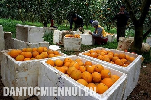 Cam lòng vàng Cao Phong - thương hiệu đã được khẳng định, đem lại lợi ích kinh tế cao cho bà con nơi đây. Ảnh: An Thành Đạt
