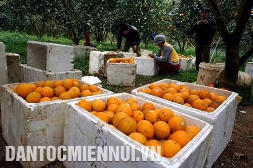 Cam lòng vàng Cao Phong - thương hiệu đã được khẳng định, đem lại lợi ích kinh tế cao cho bà con nơi đây. Ảnh: An Thành Đạt