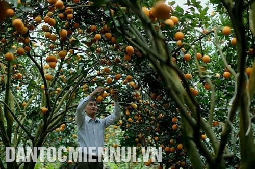 Gia đình anh Lê Văn Na ở tổ 1, khu 2, thị trấn Cao Phong trồng 3 ha cam theo tiêu chuẩn VietGAP, mỗi năm thu hoạch 90 tấn cam. Ảnh: An Thành Đạt