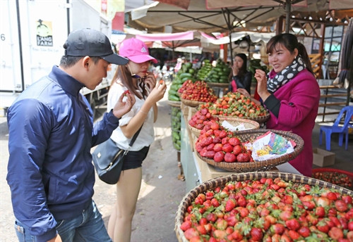 Du khách chọn mua dâu tây tại chợ Đà Lạt. Du khách chọn mua dâu tây tại chợ Đà Lạt.