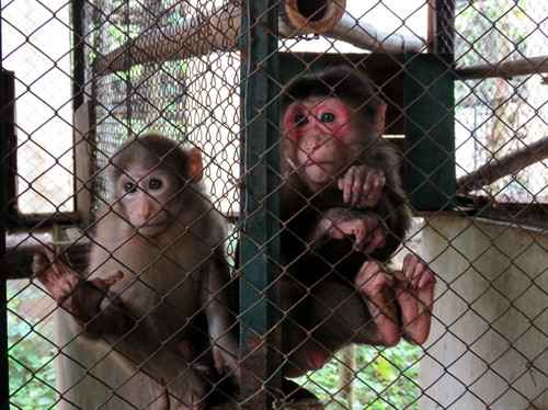 Linh trưởng được nuôi và chăm sóc tại Vườn Quốc gia Phong Nha - Kẻ Bàng.