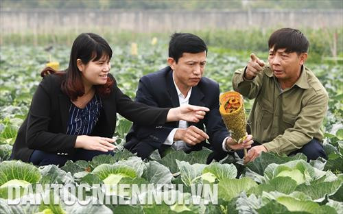 Ông Nguyễn Văn Minh - Giám đốc Hợp tác xã rau an toàn Văn Đức cùng cán bộ nông nghiệp của Chi cục Bảo vệ Thực vật Hà Nội thuộc Sở Nông nghiệp và Phát triển nông thôn Hà Nội đang tư vấn cho bà con xã viên phương pháp hạn chế sử dụng thuốc trừ sâu trong quá trình trồng rau.