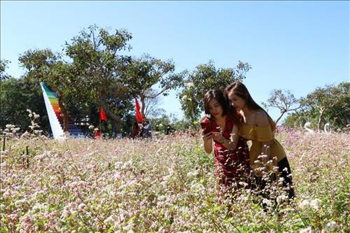 Du khách thích thú tham quan, chụp ảnh lưu niệm tại vườn hoa tam giác mạch. Ảnh: Hồng Điệp - TTXVN Du khách thích thú tham quan, chụp ảnh lưu niệm tại vườn hoa tam giác mạch. Ảnh: Hồng Điệp - TTXVN