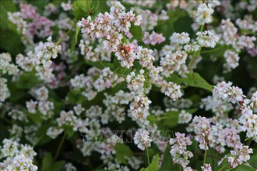 Hoa tam giác mạch tô sắc xuân trên Tây Nguyên. Ảnh: Hồng Điệp - TTXVN Hoa tam giác mạch tô sắc xuân trên Tây Nguyên. Ảnh: Hồng Điệp - TTXVN