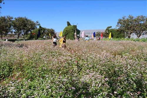 Vườn hoa tam giác mạch thu hút đông đảo du khách tham quan, chụp ảnh. Ảnh: Hồng Điệp - TTXVN Vườn hoa tam giác mạch thu hút đông đảo du khách tham quan, chụp ảnh. Ảnh: Hồng Điệp - TTXVN