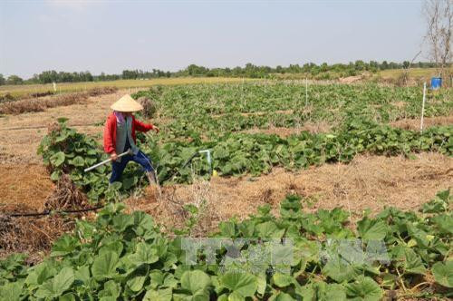 Tiền Giang chuyển trên 1.600 ha đất lúa vùng hạn mặn sang trồng rau màu. Ảnh: Minh Trí - TTXVN Tiền Giang chuyển trên 1.600 ha đất lúa vùng hạn mặn sang trồng rau màu. Ảnh: Minh Trí - TTXVN