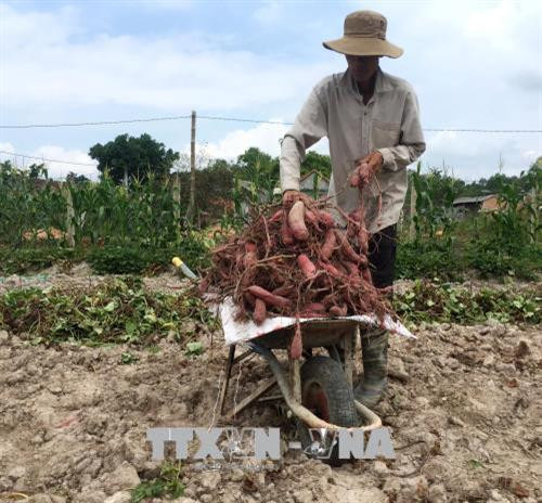 Thành viên Hợp tác xã Tịnh Thọ thu hoạch khoai lang Nhật. Ảnh: Phước Ngọc - TTXVN Thành viên Hợp tác xã Tịnh Thọ thu hoạch khoai lang Nhật. Ảnh: Phước Ngọc - TTXVN