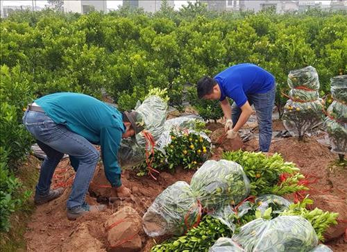 Vận chuyển cây quất l đi tiêu thụ. Ảnh: Phạm Kiên - TTXVN Vận chuyển cây quất l đi tiêu thụ. Ảnh: Phạm Kiên - TTXVN