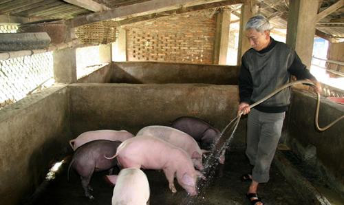 Giúp đỡ hội viên cựu chiến binh trồng chè đúng lịch thời vụ. Ảnh: Việt Hoàng -TTXVN