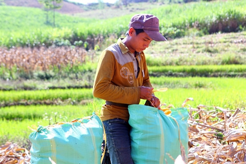 Ngô sau khi thu hoạch được đóng bao ngay trên nương. Ngô sau khi thu hoạch được đóng bao ngay trên nương.