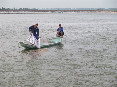 Nuôi cá tra là thế mạnh của các xã vùng ven thị xã Hồng Ngự (Đồng Tháp)