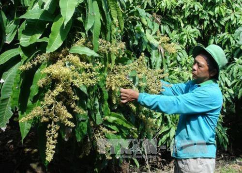 Đồng Tháp xoài chính vụ ra hoa đồng loạt nhưng tỷ lệ đậu thấp. Ảnh: Chương Đài - TTXVN Đồng Tháp xoài chính vụ ra hoa đồng loạt nhưng tỷ lệ đậu thấp. Ảnh: Chương Đài - TTXVN
