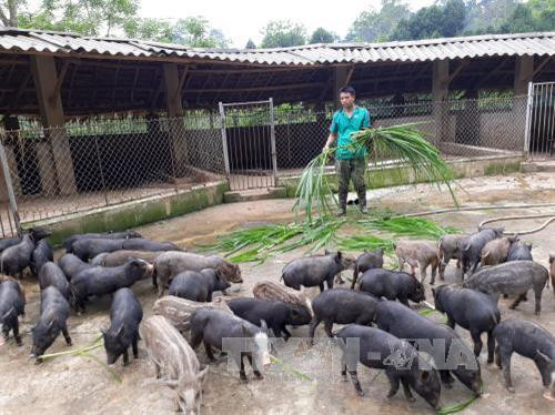 Đàn lợn rừng giống của gia đình anh Chu Quang Phúc ở Bắc Cạn. Ảnh: Bùi Đức Hiếu - TTXVN Đàn lợn rừng giống của gia đình anh Chu Quang Phúc ở Bắc Cạn. Ảnh: Bùi Đức Hiếu - TTXVN