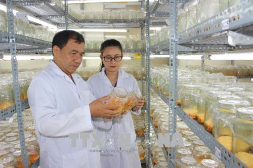 Ông Khương Văn Thuấn cùng các kỹ sư kiểm tra quy trình sản xuất tại phòng nuôi trồng đông trùng hạ thảo của Công ty. Ảnh: Tiến Lực – TTXVN Ông Khương Văn Thuấn cùng các kỹ sư kiểm tra quy trình sản xuất tại phòng nuôi trồng đông trùng hạ thảo của Công ty. Ảnh: Tiến Lực – TTXVN