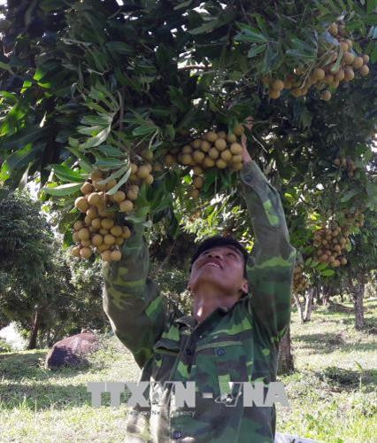 Thu hoạch nhãn ghép tại xã Nà Nghịu (Sông Mã, Sơn La). Ảnh: Nguyễn Cường - TTXVN Thu hoạch nhãn ghép tại xã Nà Nghịu (Sông Mã, Sơn La). Ảnh: Nguyễn Cường - TTXVN