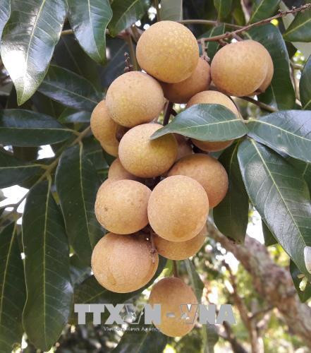 Nhãn ghép ở huyện Sông Mã, tỉnh Sơn La. Ảnh: Nguyễn Cường - TTXVN Nhãn ghép ở huyện Sông Mã, tỉnh Sơn La. Ảnh: Nguyễn Cường - TTXVN