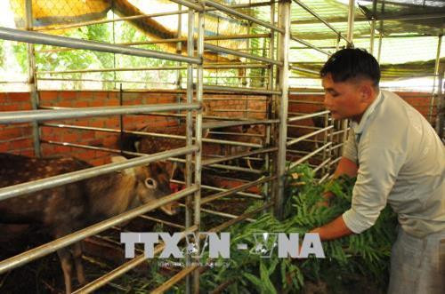 Anh Trương Văn Nghiệp chăm cho hươu sao. Ảnh: K GỬIH -TTXVN Anh Trương Văn Nghiệp chăm cho hươu sao. Ảnh: K GỬIH -TTXVN