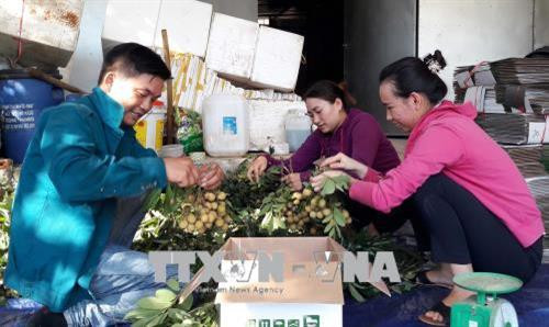Phân loại và đóng gói nhãn ghép tại Hợp tác xã Phúc Vinh, xã Nà Nghịu (Sông Mã, Sơn La). Ảnh: Nguyễn Cường - TTXVN Phân loại và đóng gói nhãn ghép tại Hợp tác xã Phúc Vinh, xã Nà Nghịu (Sông Mã, Sơn La). Ảnh: Nguyễn Cường - TTXVN