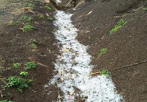 Mưa đá rơi với số lượng lớn còn đọng lại trên mặt đất. Ảnh: Xuân Tiến - TTXVN Mưa đá rơi với số lượng lớn còn đọng lại trên mặt đất. Ảnh: Xuân Tiến - TTXVN