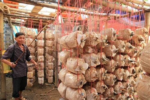 Từ nguồn vốn vay ưu đãi của Ngân hàng Chính sách Xã hội, nhiều hộ đồng bào ở xã Thanh Lương phát triển nghề trồng nấm rơm, tăng thu nhập cho gia đình