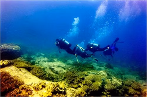 Đảo Hòn Cau có nhiều lợi thế về đa dạng sinh học, với các vùng rạn san hô, đá ngầm, thảm cỏ biển, và nền đáy cát là những sinh cảnh quan trọng. Nơi này đã được quy hoạch thành hệ thống khu bảo tồn biển Việt Nam đến năm 2020.