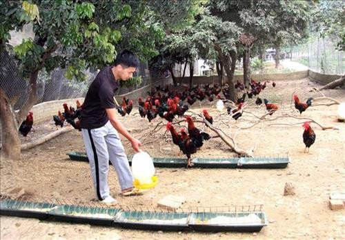 Lê Minh Thuần chăm sóc đàn gà thương phẩm của gia đình tại bản Cẩm Trung 1, xã Mường Than, huyện Than Uyên, tỉnh Lai Châu. Ảnh: Quý Trung – TTXVN Lê Minh Thuần chăm sóc đàn gà thương phẩm của gia đình tại bản Cẩm Trung 1, xã Mường Than, huyện Than Uyên, tỉnh Lai Châu. Ảnh: Quý Trung – TTXVN