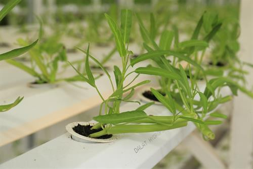 Một số sản phẩm nông nghiệp công nghệ cao như: rau xà lách, rau muống, cải sâm... siêu sạch. Ảnh: Hoàng Hà